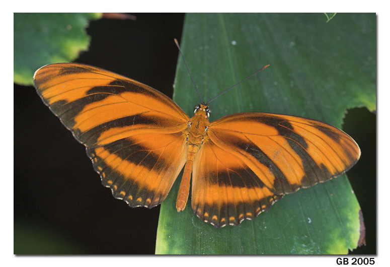 WINGS OF PARADISE BUTTERFLY CONSERVATORY